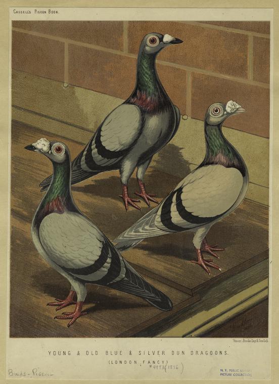 Archival illustration of fancy pigeon variety called "London Fancy," and sporting long, thin necks and bumpy growths on their beaks.