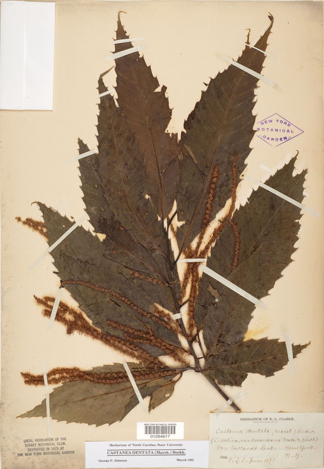 The pressed, spiky leaf of an American Chestnut tree on a sheet of archival paper. Text identifies it as belonging to the Herbarium of North Carolina State University.