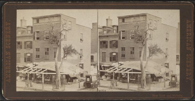 A doubled stereoscope archival photo of a large, gnarled tree with scanty leaves perched on a street corner.