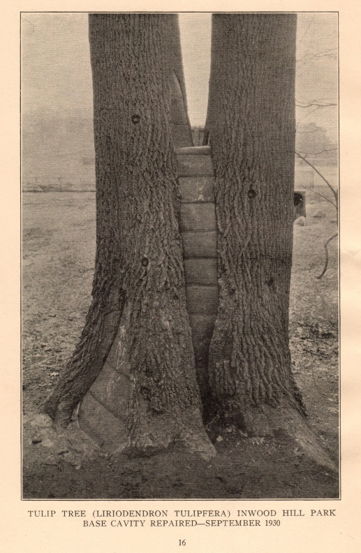 An archival image of a trunk split in two, but ineffectively rejoined by thick bands of concrete spanning the two parts.
