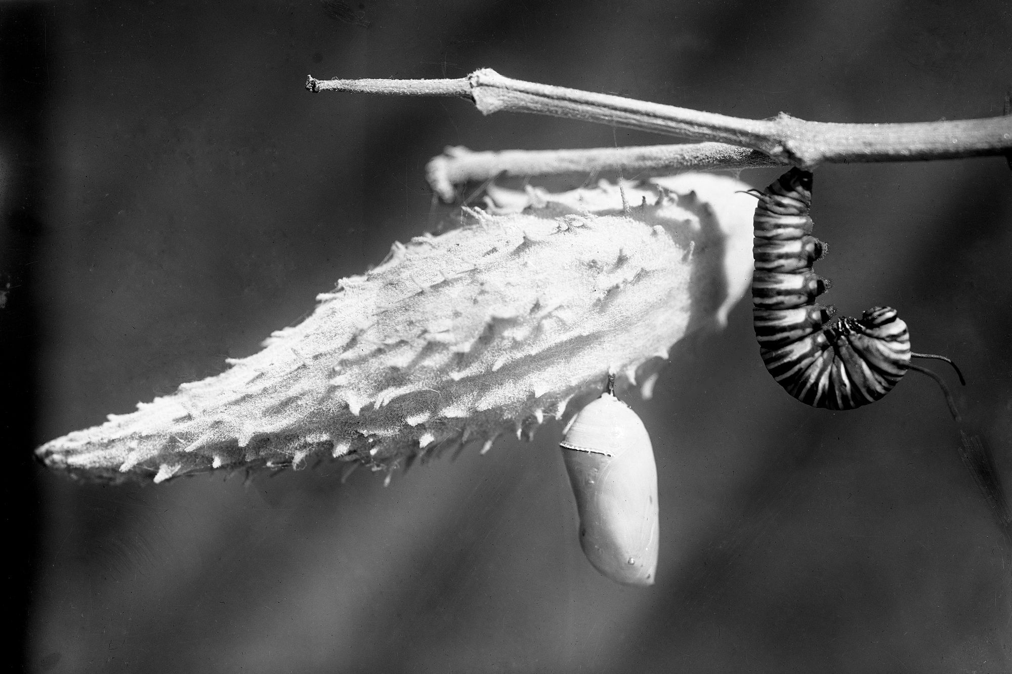 The bold shape of an elongated, ovate, spiky milkweed pod provides anchoring ground for a delicate chrysalis and stripped caterpillar.