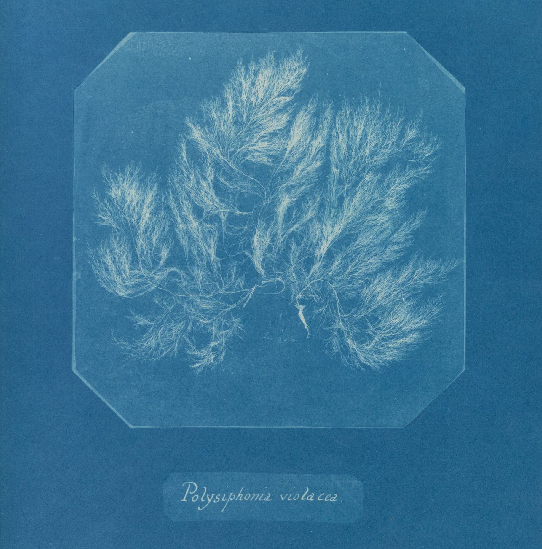 Archival image of a feathery algae silhouette framed and contrasted by a deep blue. Text reads, "Polysiphonia violacea".