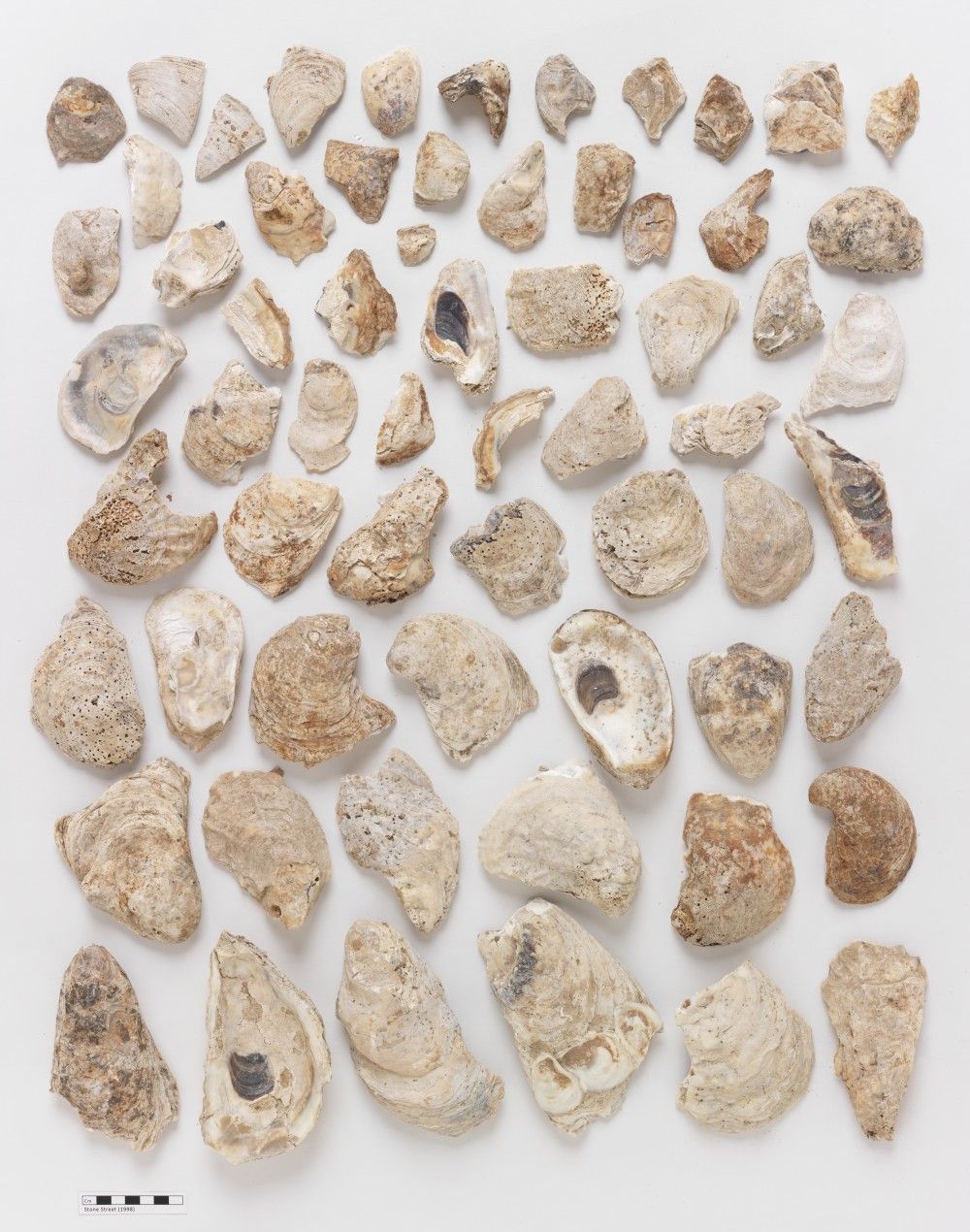 Dozens of oyster shells and pieces of various sizes laid out in an array next to a measuring strip.