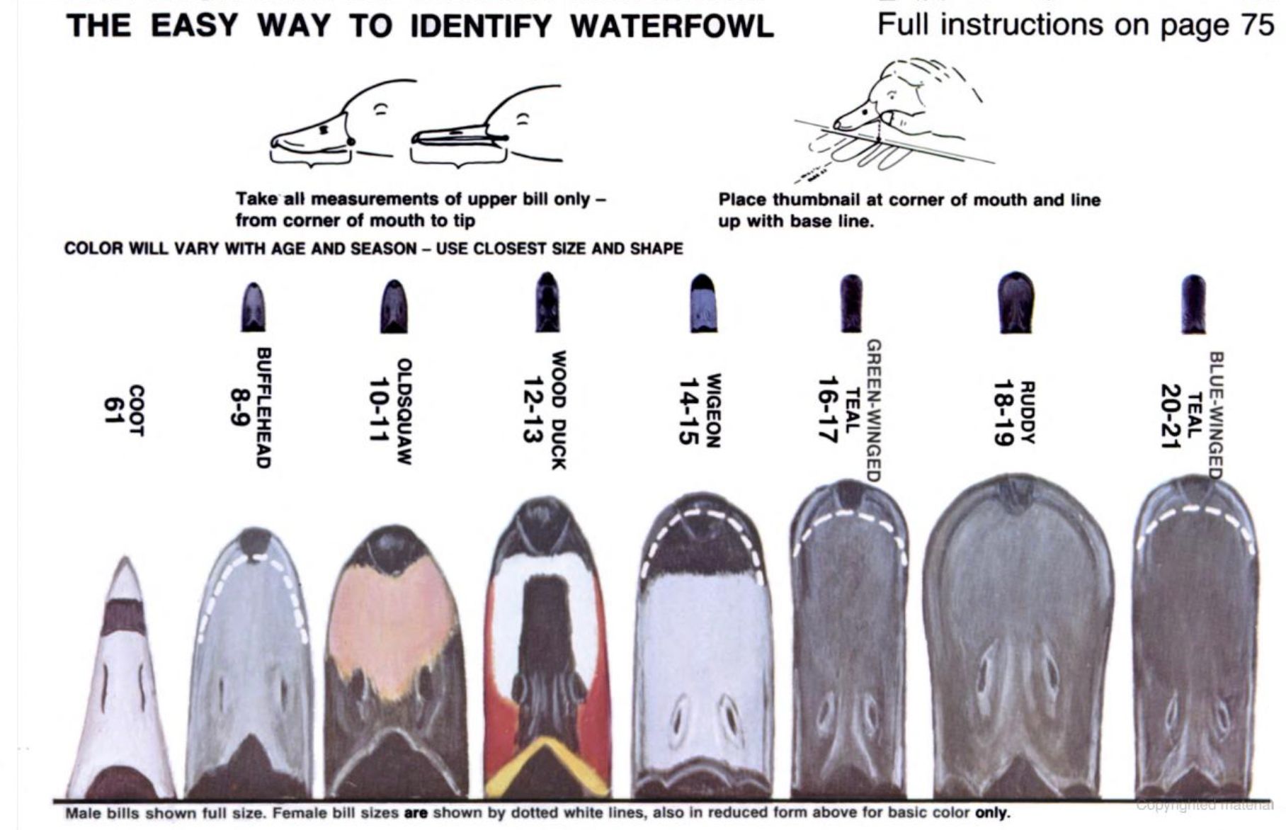 A row of waterfowl bills and their respective species names appears under the heading, 'The Easy Way To Identify Waterfowl,' and a diagram illustrating how one should line up a duck's head with the illustrated bills to compare.