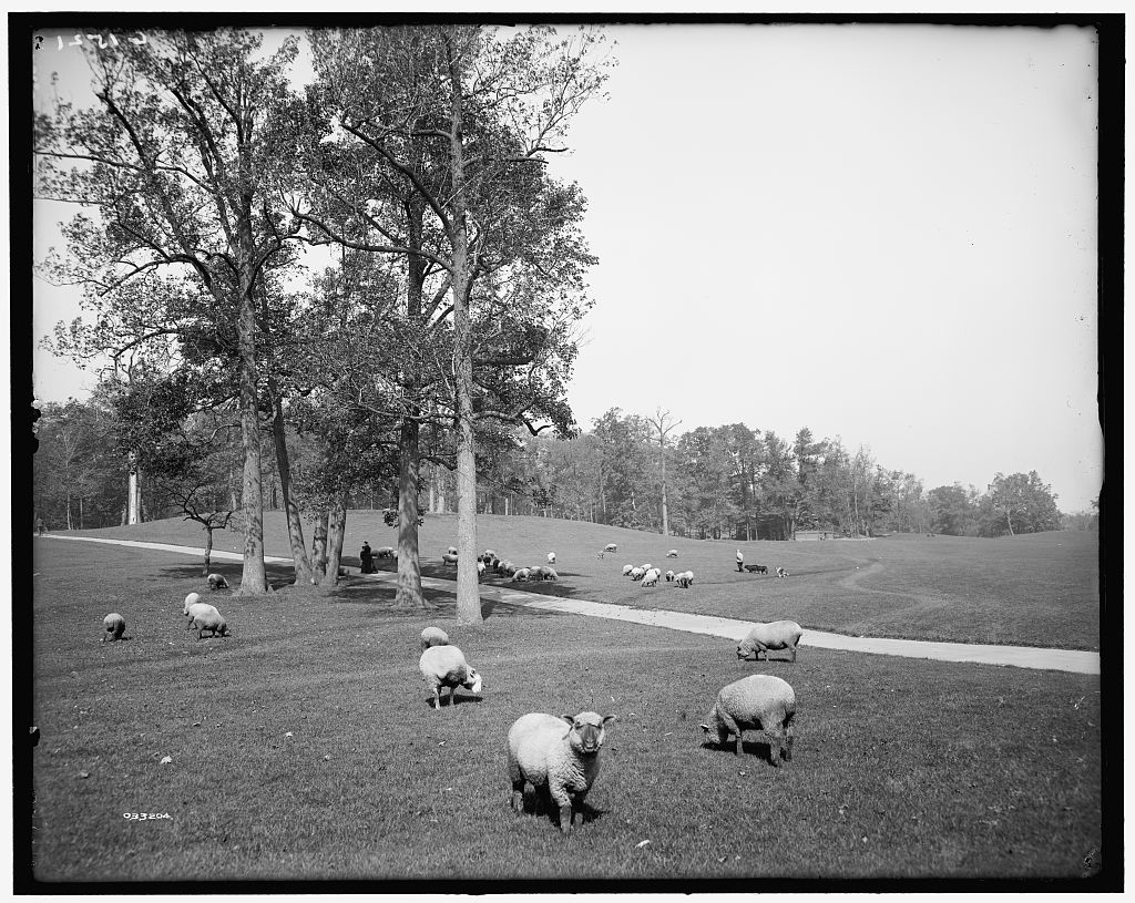 Black and white archival photo of cute, wooly sheep variously grazing on a perfectly trimmed lawn and looking at the photographer.
