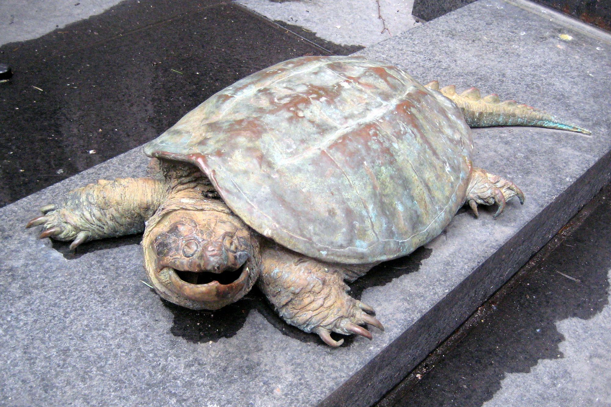 Snapping Turtles Make Treacherous Journeys from Their Watery Homes