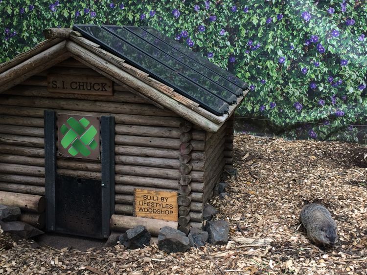 A woodchuck sits in wood chips outside a groundhog-sized log cabin. A sign over its door reads "S. I. Chuck."