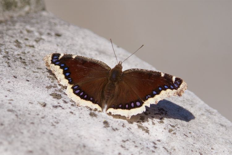A brown butterfly's wings are fringed with drops of blue and fringed in ivory.
