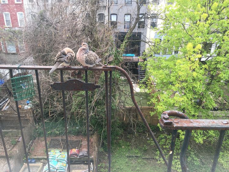 A pair of mourning doves sits atop a fire escape railing, looking out over several adjoining backyards.