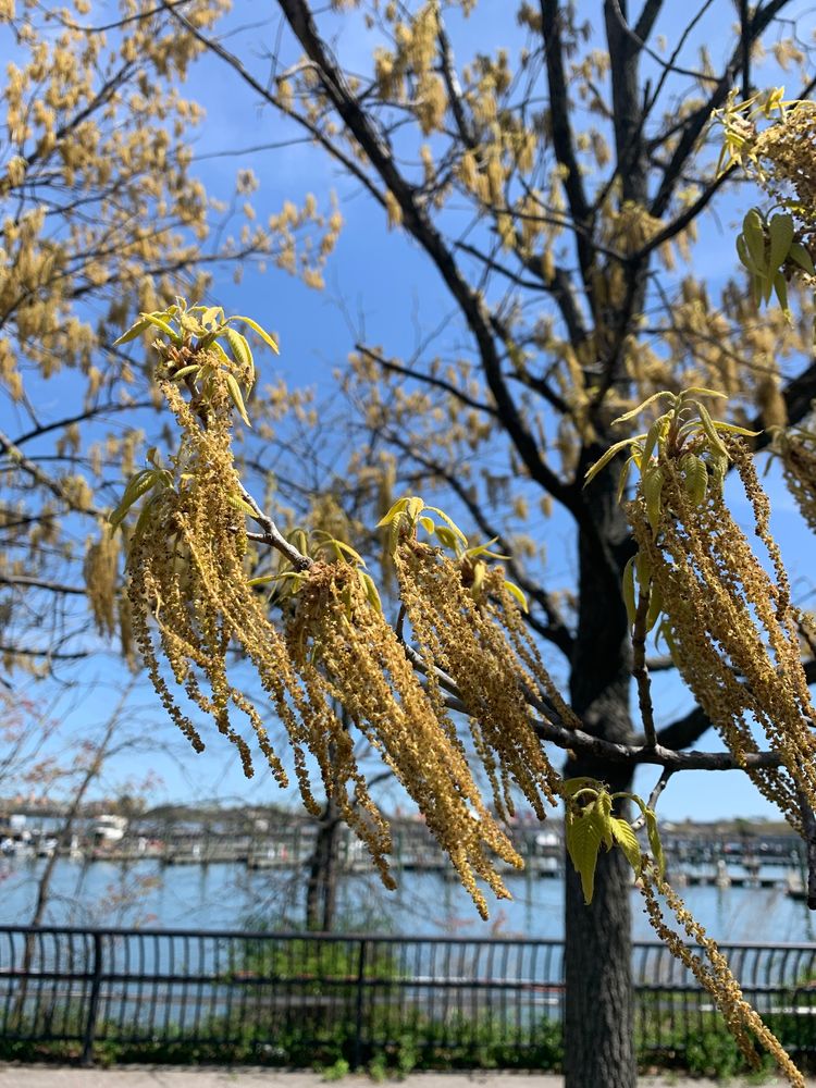 Fringe-like streamers of oak flowers blow in the wind. A park railing and water are in the background.