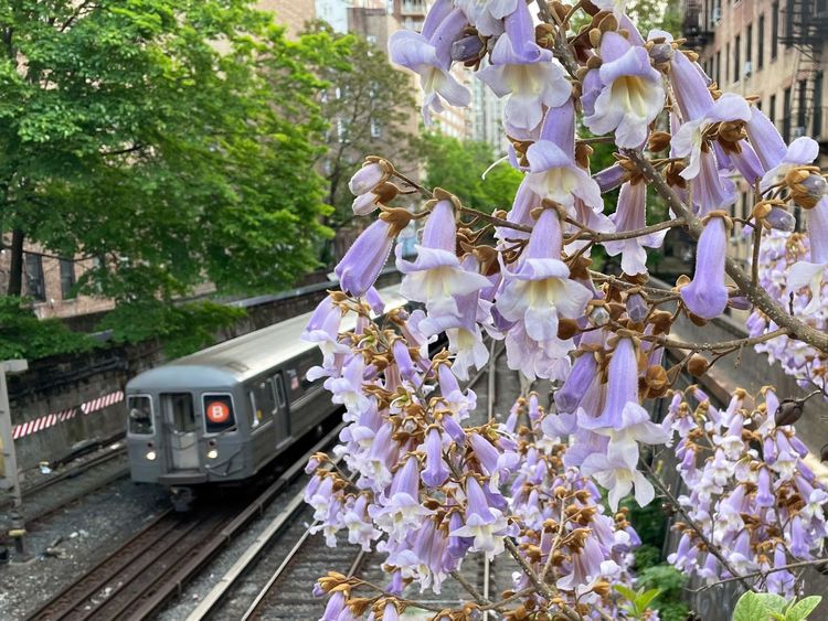 A tree with trumpet-shaped purple flowers dominates the foreground. Behind, a B train passes on exposed tracks.