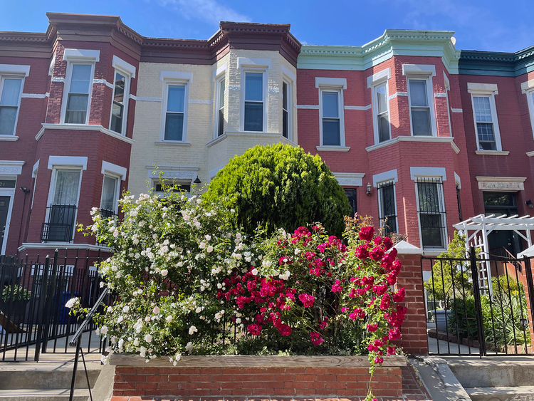 Red and white roses sprawl over a front garden fence in front of row houses.