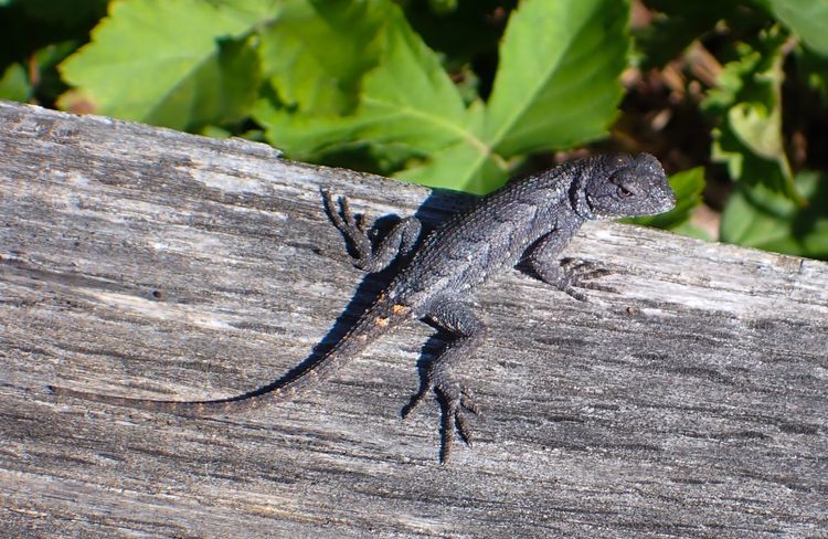 A lizard clings to a wooden fence rail.