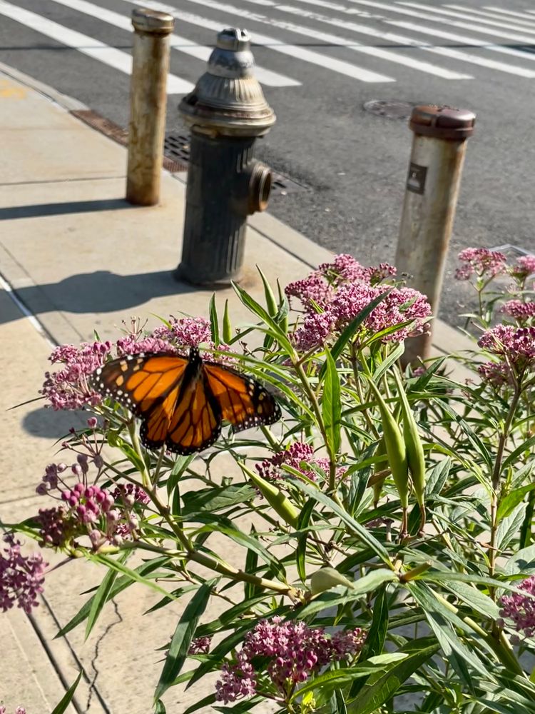 A monarch butterfly opens its wings while feeding from milkweed flowers, a fire hydrant looms in the background.