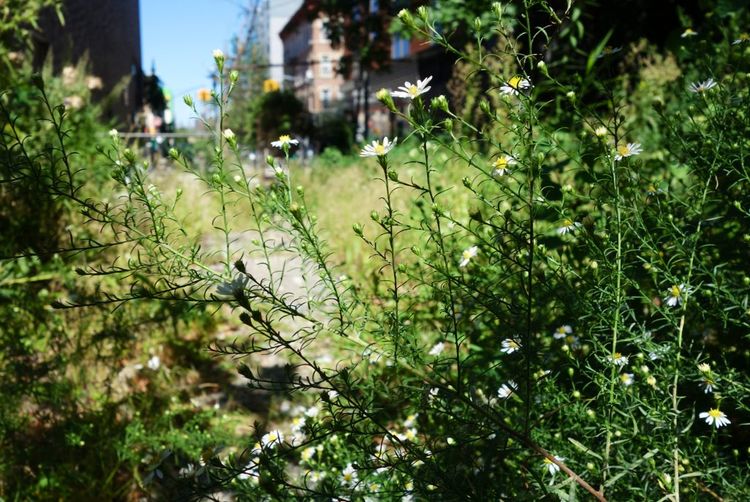 Abandoned Lots Become Feral Gardens