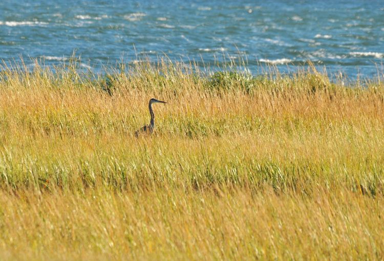 The snake-like s-shaped neck of a great blue heron is silhouetted against tall marsh grasses and the ocean behind.