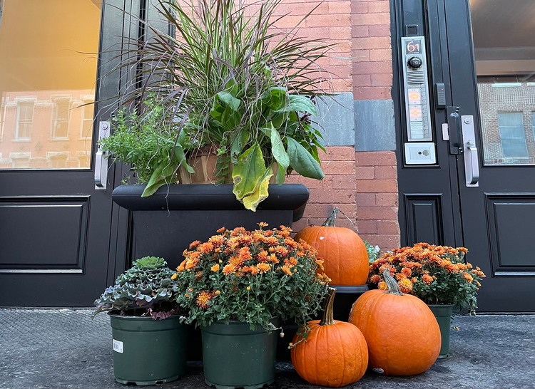 Three pumpkins, accompanied by autumnal mums and a decorative cabbage grace a doorstep under some waning potted plants.