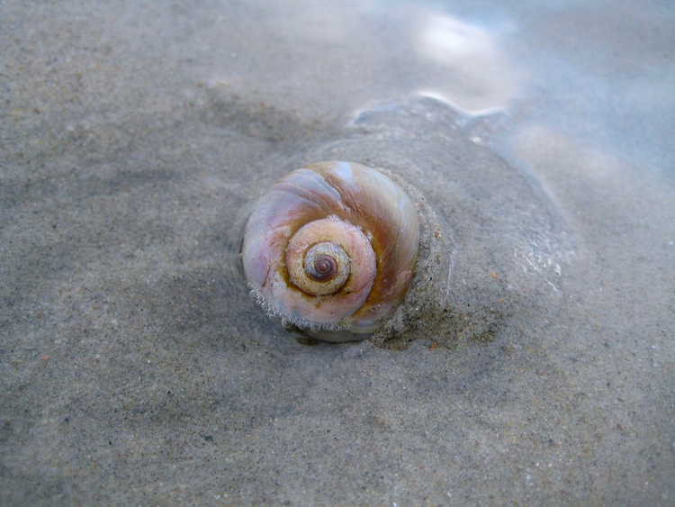 The tight spiral of a sunset-color-streaked shell pushes out of damp beach sand.