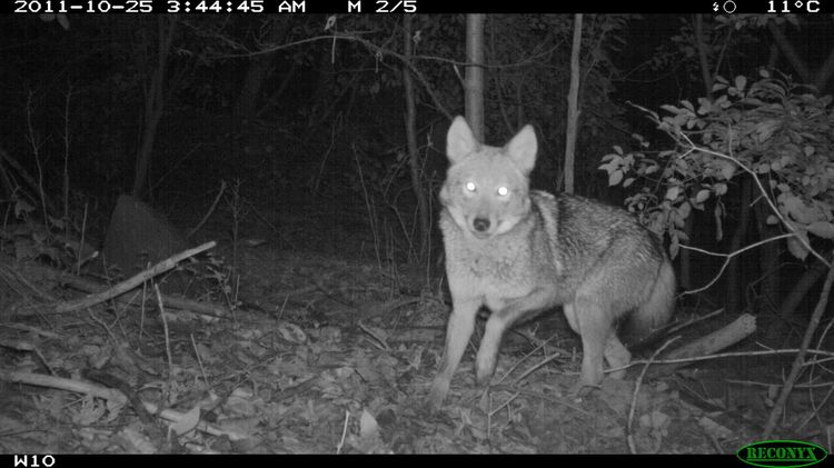 Camera trap image of an adult coyote at night as it walks through a woodsy space. Its eyes glow in reflected light