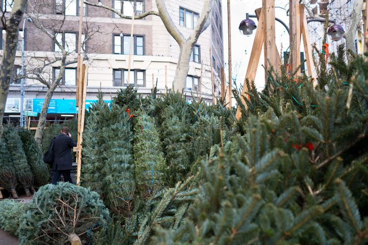 Bundled Christmas trees are piled in stacks on a city street. A man in a suit navigates the green labyrinth on a cell phone.