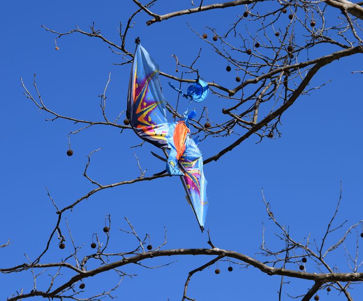 A dragon kite tangled in the bare branches of a sweetgum tree.