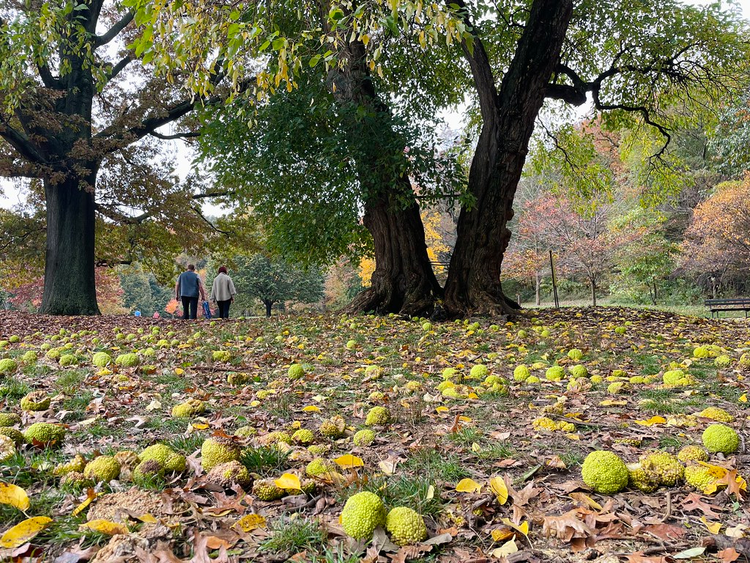 Tennis ball-sized spheres with a broccoli-like texture litter the lawn around three large trees in Prospect Park. 
