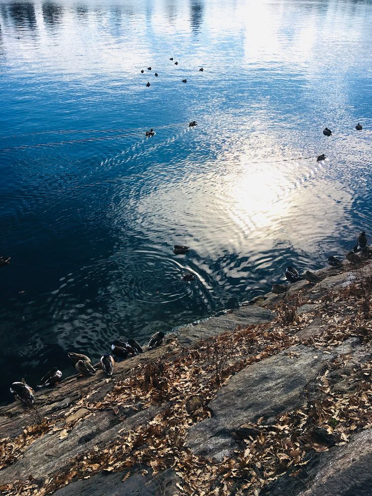 A group of ducks preens on the rocky side of a body of water. Others leave a v-shaped wake as the swim.