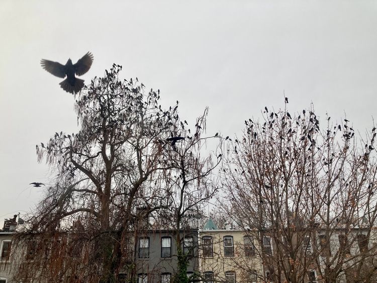 A flock of hundreds of birds perches in the barren trees of a New York City backyard. A row of houses sits in the background.