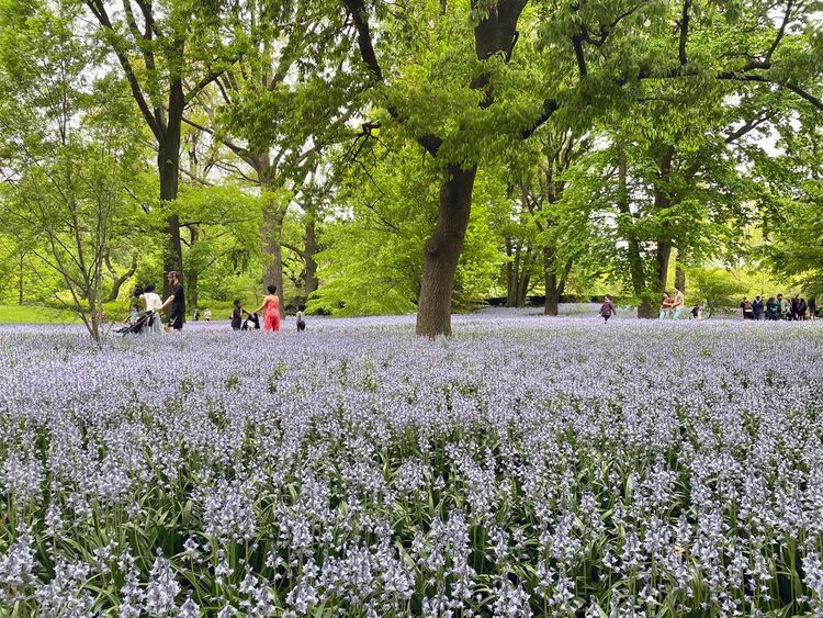 The Bluebells Are Ringing