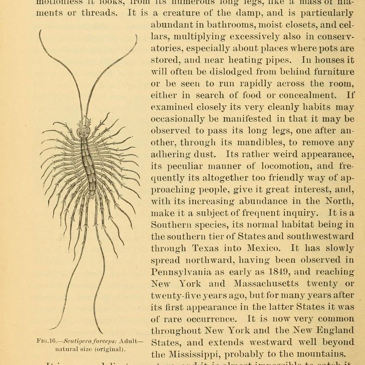 The House Centipede Is Your Terrifying Best Friend