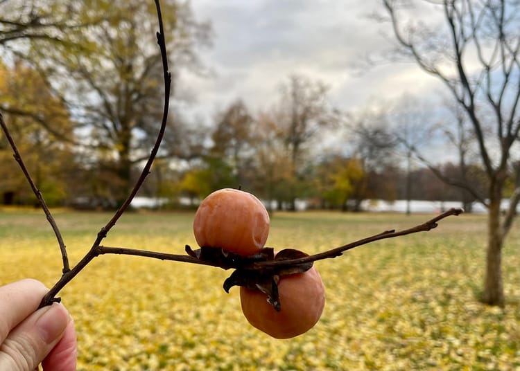 Persimmon Trees Foresee Our Winter’s Future