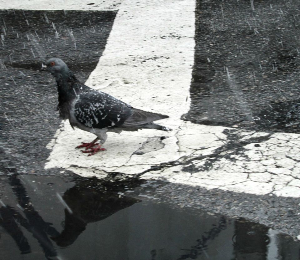 A rain-bedraggled pigeon faces the elements in the midst of a pedestrian crosswalk.