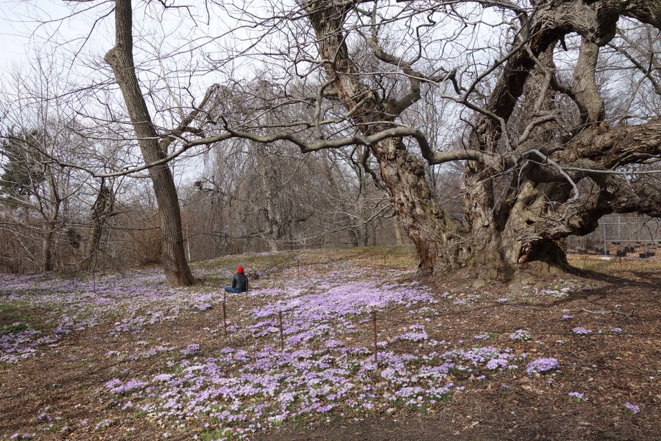 Purple crocuses erupt across the brown winter landscape that sprawls below leafless trees.