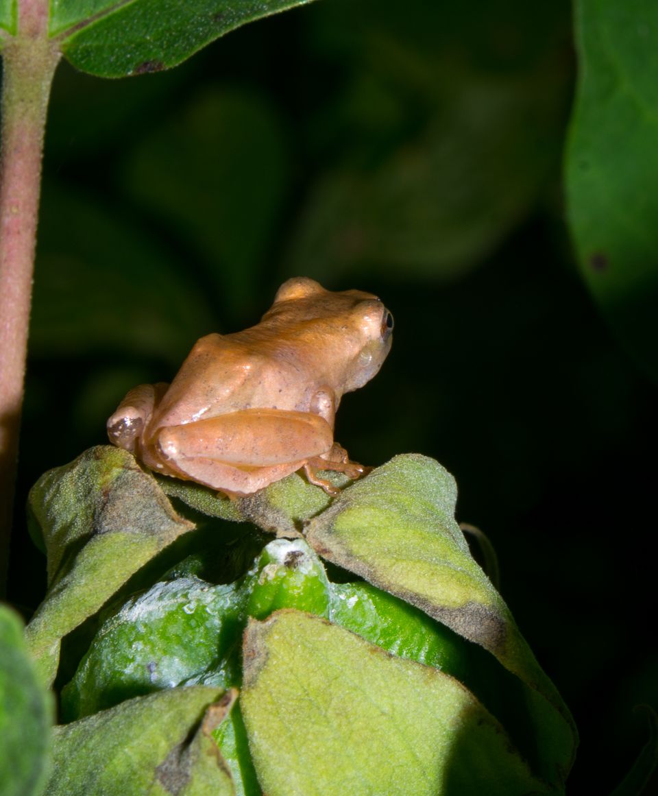 A small frog perched on some leaves faces away from the camera, peering off into darkness.