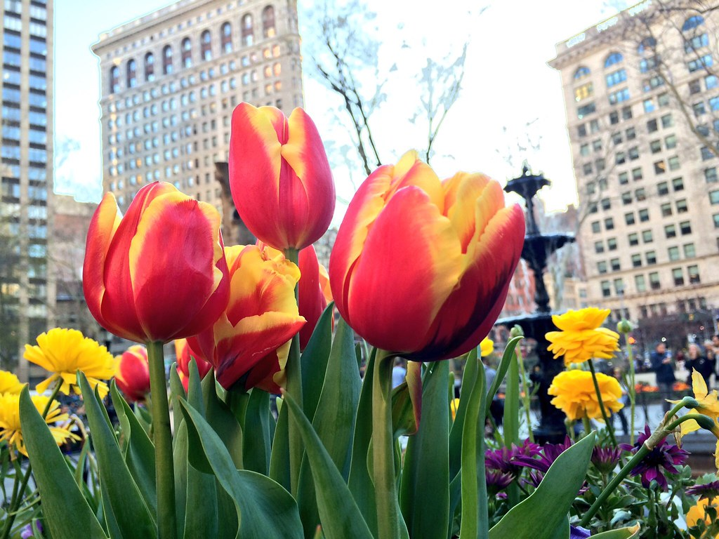 Red and yellow striped tulips dominate the frame. A park fountain and tall buildings loom in the background.