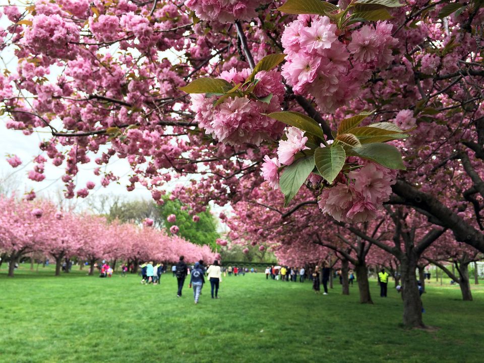 A near ostentation of cherry blossoms overhangs a grassy walkway as visitors stroll the garden paths.