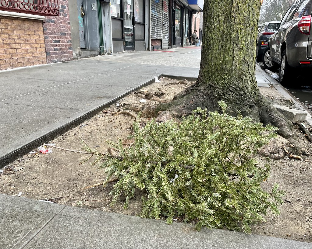 A desiccated fir tree, unceremoniously dumped on a sidewalk.