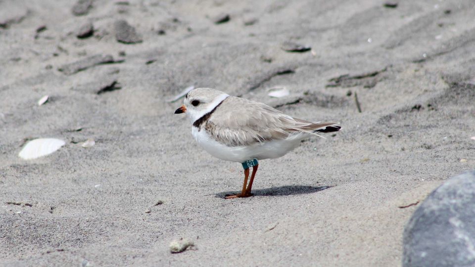 A particularly cute puffball of a shorebird with a tiny beak and big eyes patrols the Rockaway sands.