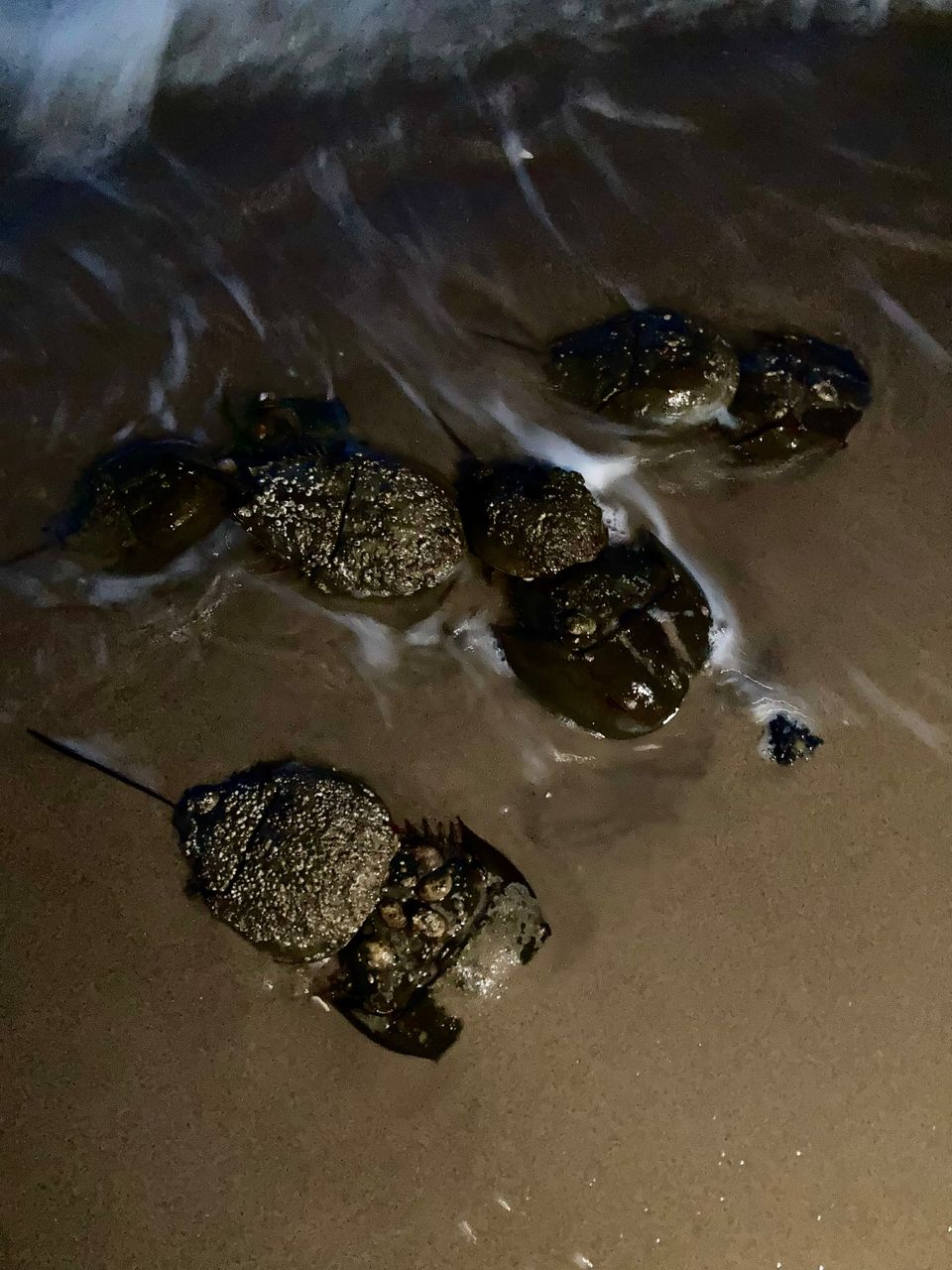 Eight horseshoe crabs emerge from the waves onto the beach. Many are covered in barnacles and males are latched to females.