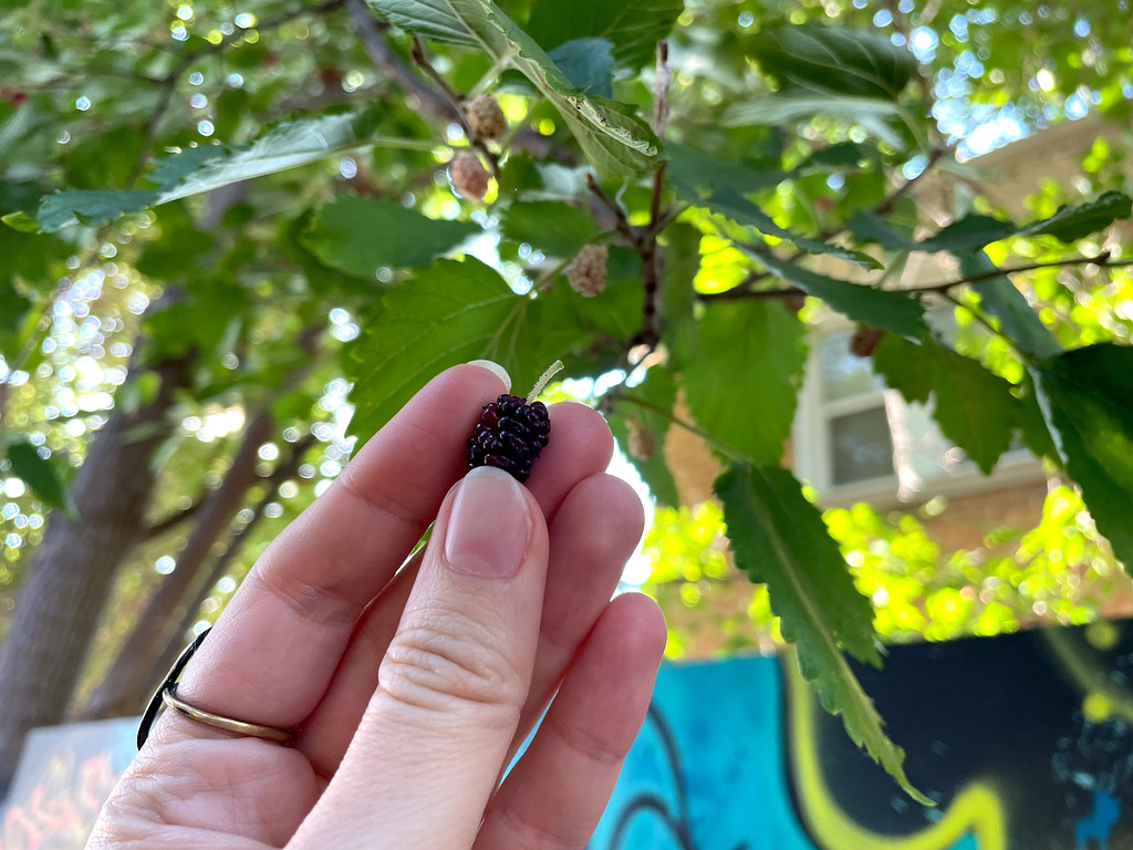 A hand holds a plucked ripe mulberry (a blackberry-esque fruit) in front of a leafy mulberry tree.