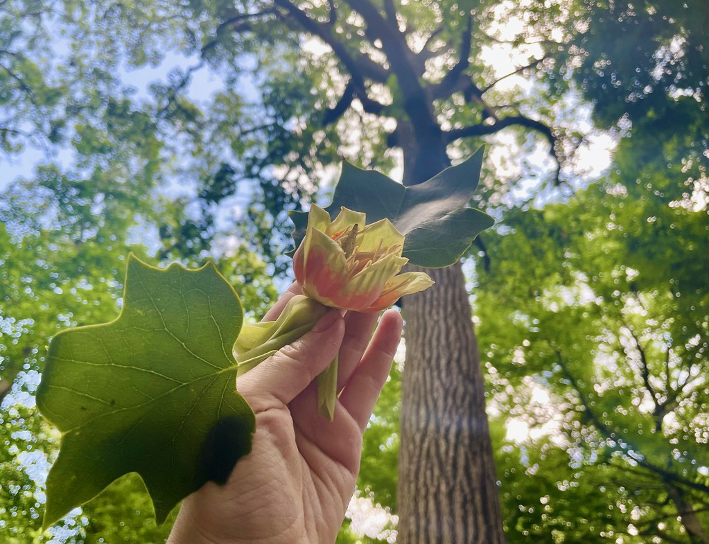 A hand holds up an ornate, tulip-like flower, still attached to a broad leaf. A tuliptree towers in the background.