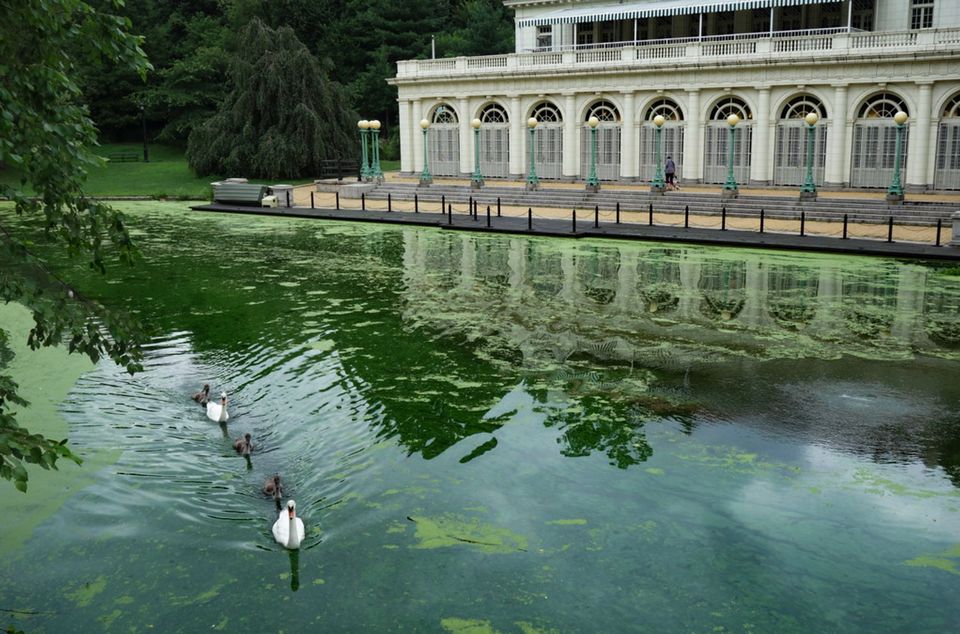 A vibrating green carpets the surface of Prospect Lake, with patches of varying vividness.