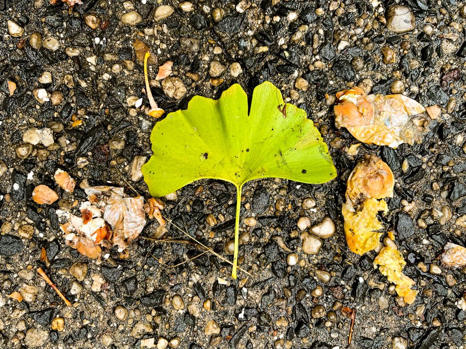 The greenish-gold fan of a fallen ginkgo leaf is surrounded on asphalt by three very smushed ginkgo berries.