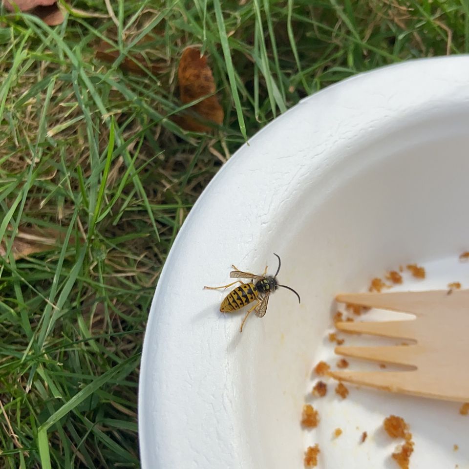 A yellow jacket with bedraggled antennae scouts crumbs on a paper plate laid in the grass.