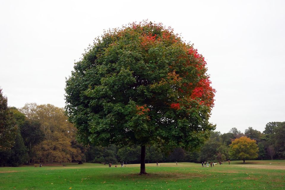 A majestic maple dominates a grassy plain. A sliver of red, fall foliage tints one edge of its spreading canopy.