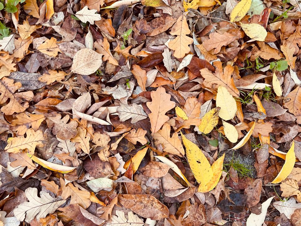 Fallen leaves this week in Prospect Park, Brooklyn