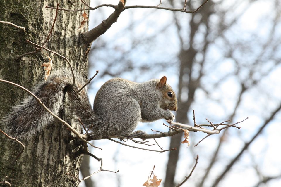 A squirrel nibbles a tidbit, perched on a bare winter branch.