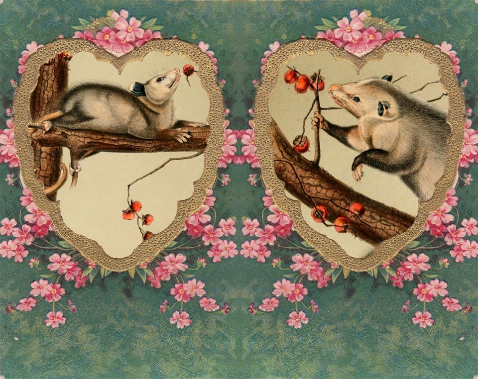 Possum Romance Season