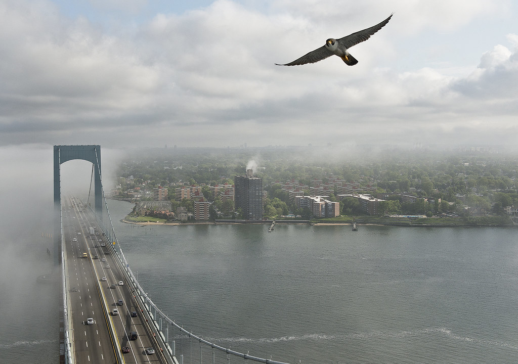 A peregrine falcon soars far above a large suspension bridge and a shore lined with large buildings.