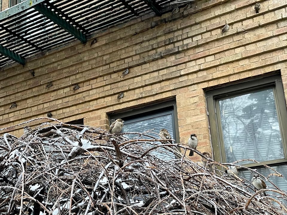 House Sparrows Weather Winter in Urban Hollows